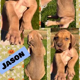Jason - Chocolate male Great Dane puppy in Wellsville, New York from Prophecy Danes