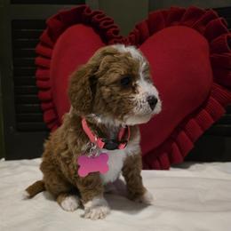 Ruby - Red  female Goldendoodle puppy in Bristol, Tennessee from 4goldendoodles