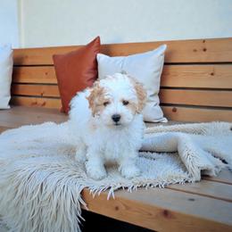Polar - Parti male Maltipoo puppy in St. George, Utah from Winchester Hills Poodles and Doodles