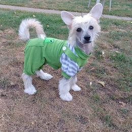 Chinese Crested Puppies from Ciao Bella Chinese Cresteds