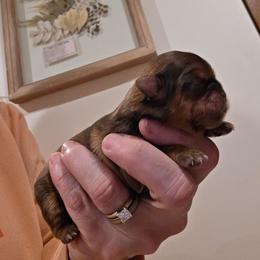 Amelia - Liver female Shih Tzu puppy in Carrollton, Ohio from Becker Hollow