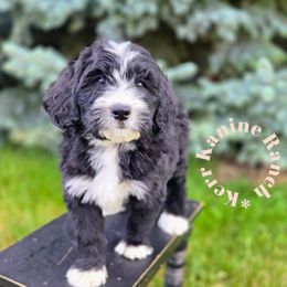 Turquoise collar - Black and white male Bernedoodle puppy in Ashton, Idaho from Kerr Kanine Ranch
