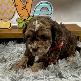 Bernedoodles, Cavapoos, Cockapoos, and Poodles from Cavapoo Acres