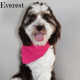 Everest - Goldendoodle