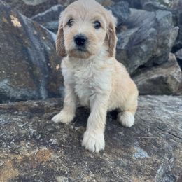Maple - Cream female Goldendoodle puppy in Charlotte, North Carolina from Hopeful Heart Doodles