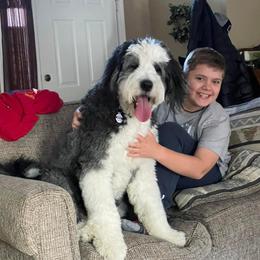 Bernedoodle, Bernese Mountain Dog, and Sheepadoodle All Grown Up from VonDoodles Bernedoodles & Sheepadoodles