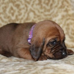 Redbone Coonhound Puppies from Reedy Creek Redbones