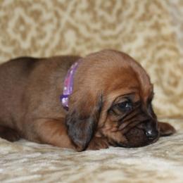 Redbone Coonhound Puppies from Reedy Creek Redbones