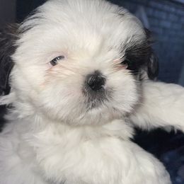 Shih Tzus from Cherie’s Purebred Shih Tzu’s
