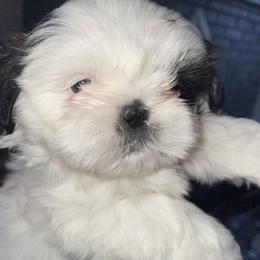 Shih Tzus from Cherie’s Purebred Shih Tzu’s