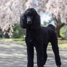 Rhett - Poodle