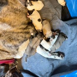 Boy 1 - Biscuit and white male Anatolian Shepherd Dog puppy in Avon Park, Florida from Sandy Pines Homestead
