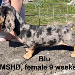 Dachshund Puppies from Edgewood Acres Miniature Longhair Dachshunds