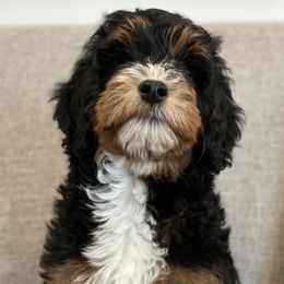 Bernedoodles and Goldendoodles from Farmer Doodles
