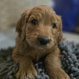 Goldendoodle Puppies from Hawkins Heritage Goldendoodles
