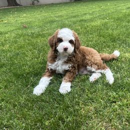 Bernedoodle and Cavapoo Puppies from Wonderful World Doodles