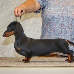 Harlow - Dachshund