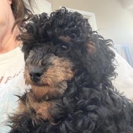 Poodle Puppies from Wanda Burton