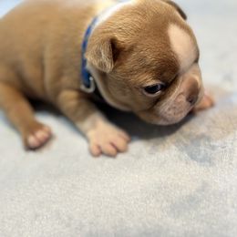 Lilac Male - Lilac male Boston Terrier puppy in Mc Donough, Georgia from Ballard Boston Terriers