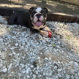 Hayley - Bulldog