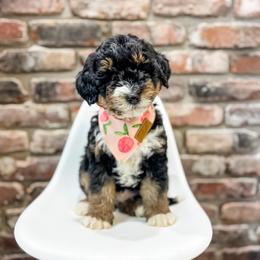 Lacey - female Australian Mountain Doodle puppy in Sharpsburg, Georgia from Steindoodles