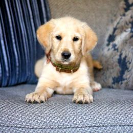 Poppy - Labradoodle puppy in Easley, South Carolina from Moore than Dogs