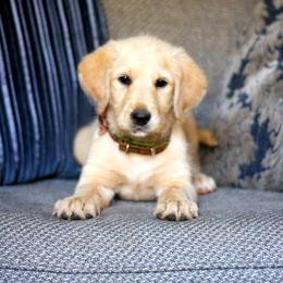 Poppy - Labradoodle puppy in Easley, South Carolina from Moore than Dogs