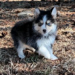 Scarlet - Tri-color female Pomsky puppy in Mc Minnville, Oregon from West Coast Pomskies
