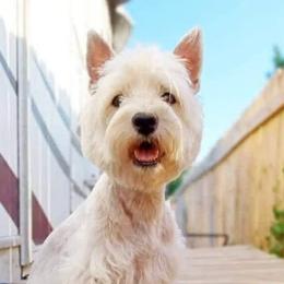 Sofia - West Highland White Terrier