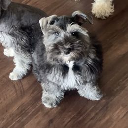 Miniature Schnauzer Puppies from Sugarbaby Kennel