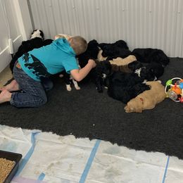 Goldendoodle and Sheepadoodle Puppies from The Farms Precious Doodles