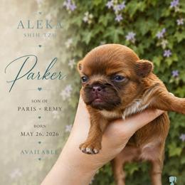 Parker - Red male Shih Tzu puppy in Richmond, Texas from Aleka Shih Tzu