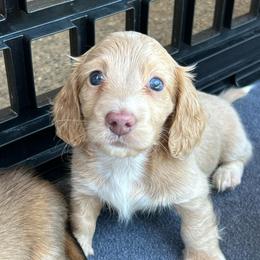 Cream Boy - Cream male Dachshund puppy in Belfair, Washington from CreekSide Mini Doxies