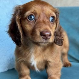 Phoenix AKC 3500.00 - Red male Dachshund puppy in Krum, Texas from Tired Chef Dachshunds