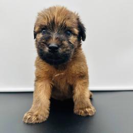 Blue - Wheaten male Soft Coated Wheaten Terrier puppy in The Colony, Texas from Wonderful Wheatens