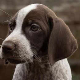 German Shorthaired Pointers from Topline Kennels