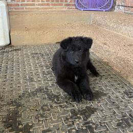 Sunshine - Black female Shiloh Shepherd puppy in Bartlett, Tennessee from The Mighty Quinn Shilohs