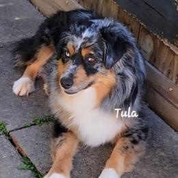 Tula - Miniature American Shepherd