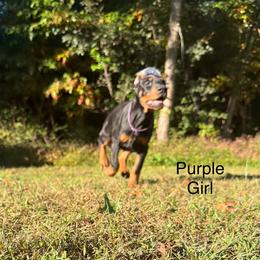 Purple - Black and rust female Doberman Pinscher puppy in Knox, Indiana from Double River Dobermans