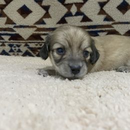 Mr Green collar boy - Cream male Dachshund puppy in Bullard, Texas from Mimidachs of Texas