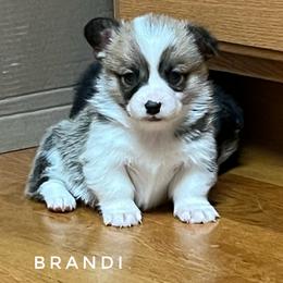 Brandi - Red female Pembroke Welsh Corgi puppy in Vernal, Utah from Bingo's Kennel