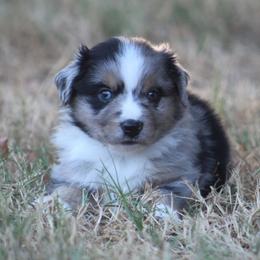 Boy 3 - male Australian Shepherd puppy in Wolfe City, Texas from Susan Warnock