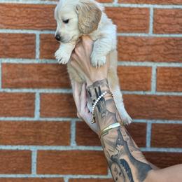 Waffle - Cream male Dachshund puppy in St. Clair Shores, Michigan from Stanced Doxies