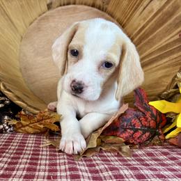 Ruby - Lemon and white female Beagle puppy in Katy, Texas from Houston’s Howlin’ Hounds