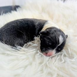 Gobble - Brindle and white female Cardigan Welsh Corgi puppy in Hotchkiss, Colorado from Bell S Ranch