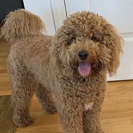 Moxie - Australian Labradoodle