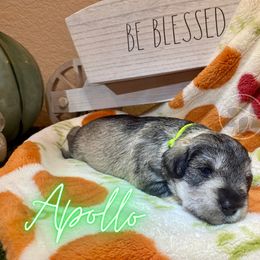 Miniature Schnauzer Puppies from Dixieland Miniature Schnauzers