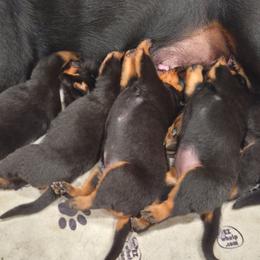 Boy 1 - Black and mahogany male Rottweiler puppy in Bay Shore, New York from Nightfall Reverie Rottweilers