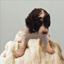 Destiny -yellow collar - Brown and white female Bernedoodle puppy in Aurora, Colorado from Simply Amazing Doodles