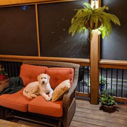 Goldendoodle Puppies from Pearl's Puppies LLC